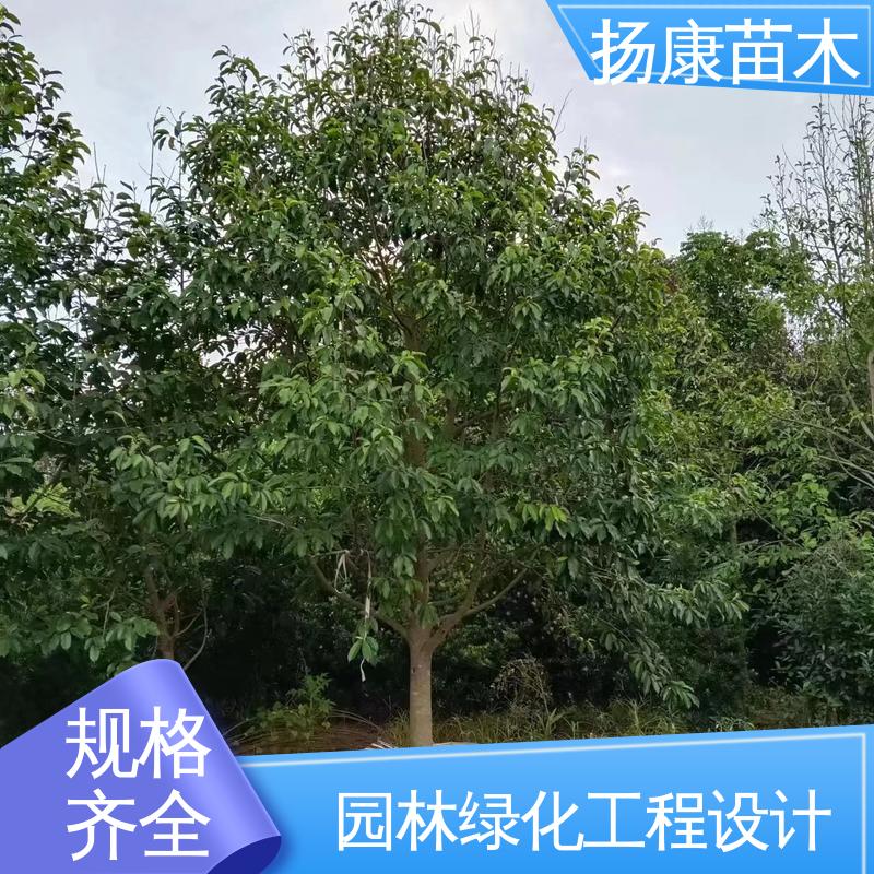扬康苗木 18公分乐 昌含笑 园林庭院造景植物 精致美丽 易成活