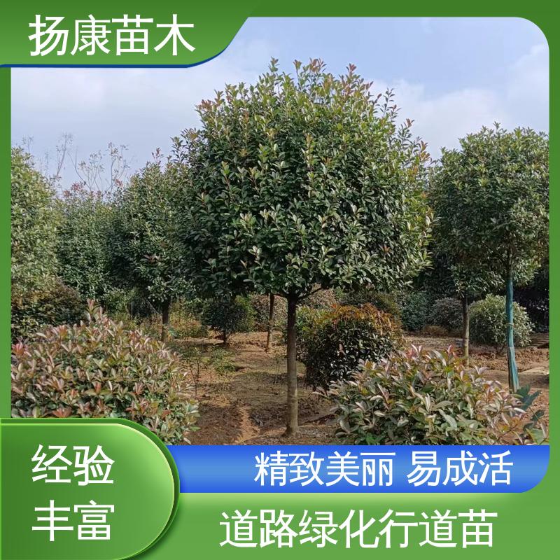 扬康苗木 基地供应 红叶石楠树 城市景观绿化树 枝叶紧密 美丽多姿
