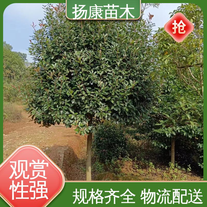 扬康苗木 红叶石楠树 庭院小区绿化造景树 环境适应性强