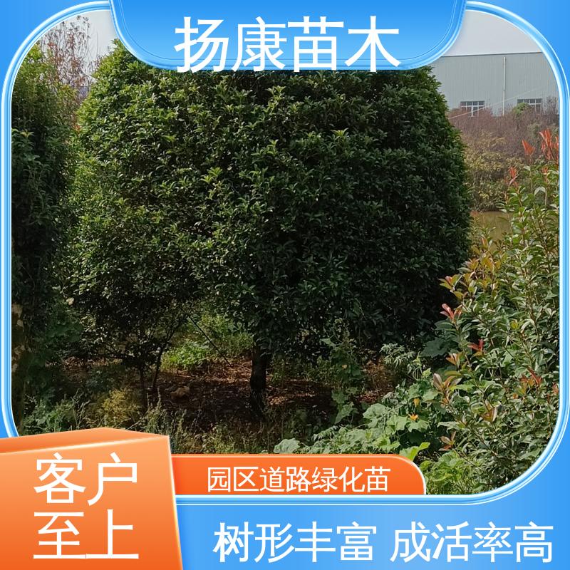 扬康苗木 基地供应 乐 昌含笑批发 庭院小区绿化造景树 造型优美 易成活
