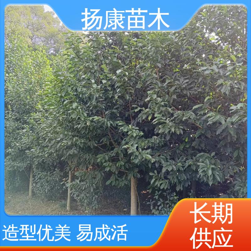 扬康苗木 湖 南 乐 昌含笑 园林绿化工程设计 适用性强 规格齐全
