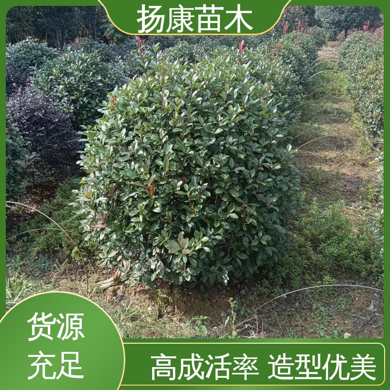 扬康苗木 基地供应 红叶石楠 园林绿化工程设计 观赏价值高
