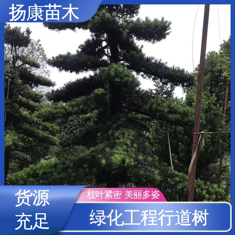 扬康苗木 12公分罗汉松 公园景区装饰露地盆栽 精致美丽 易成活