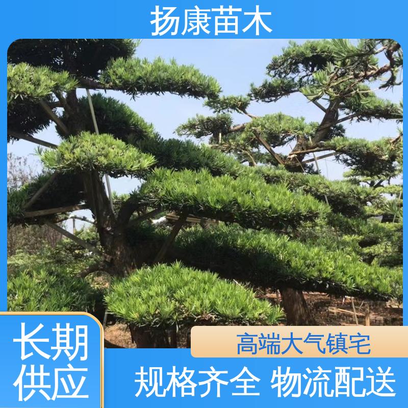 扬康苗木 25公分罗汉松 庭院别墅造景树 高端大气镇宅