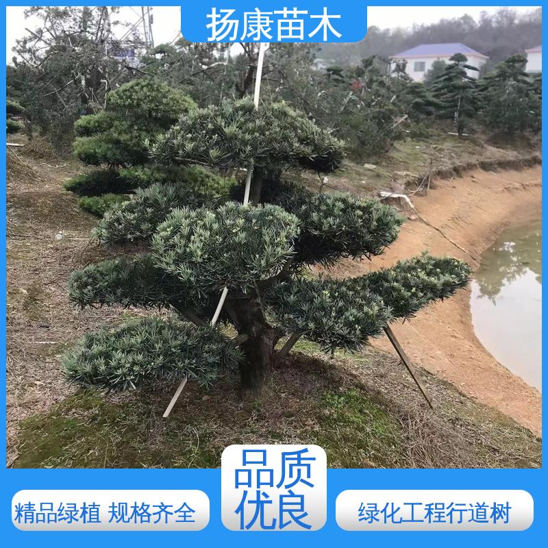 扬康苗木 基地供应 12公分罗汉松 庭院小区绿化造景树 精致美丽 易成活