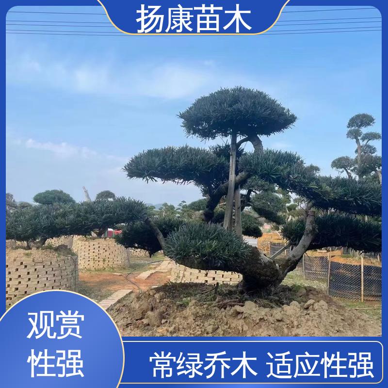 扬康苗木 湖 南罗汉松 城市景观绿化树 枝叶紧密 美丽多姿