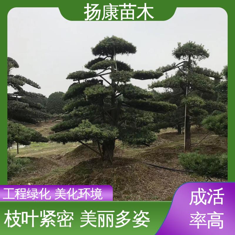 扬康苗木 四 川罗汉松 园林绿化工程设计 造型优美 易成活