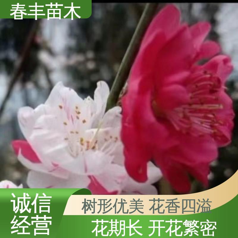 春丰苗木 基地供应 品虹桃树30元打土球上车 花色多样