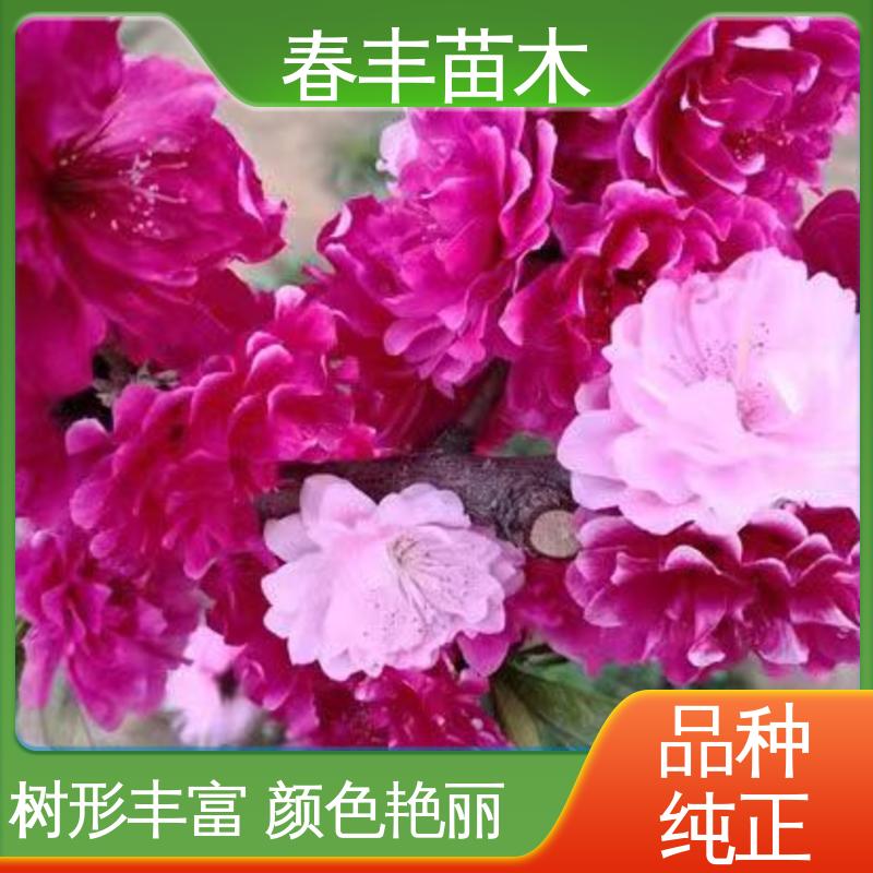 春丰苗木 基地供应 粉花山碧桃6-8公分 花叶秀丽 易成活