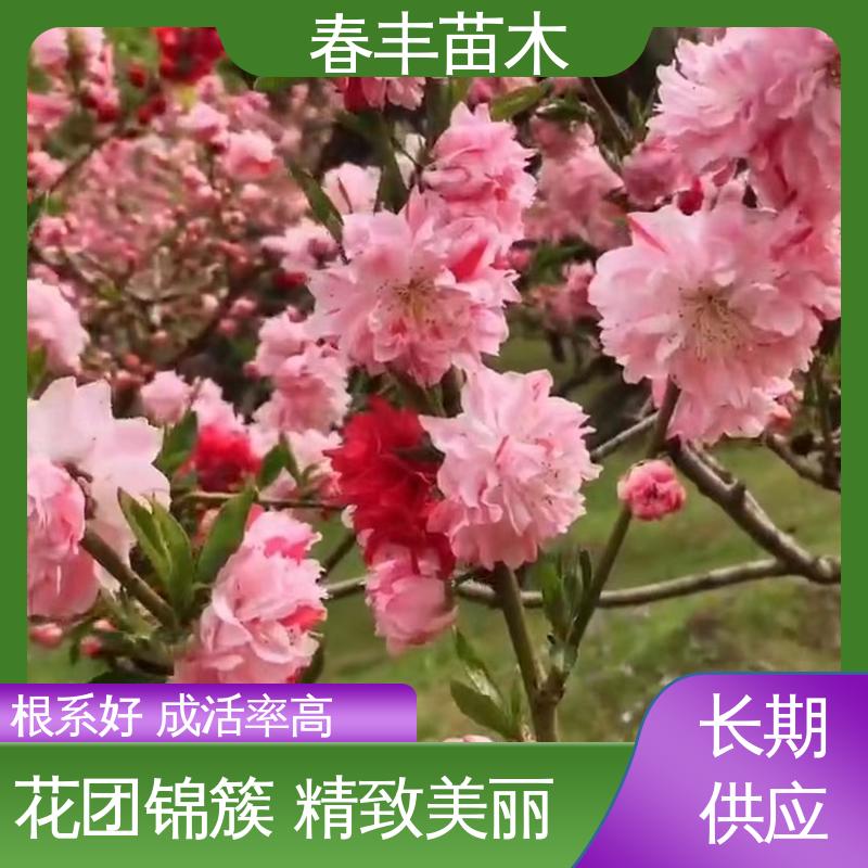 春丰苗木 基地现挖 帚桃30元打土球上车 包装好 成活率高