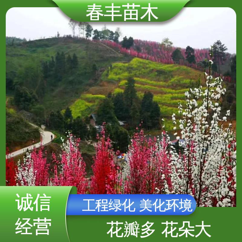 春丰苗木 基地现挖 白花碧桃5-9公分 移栽种植 高存活率