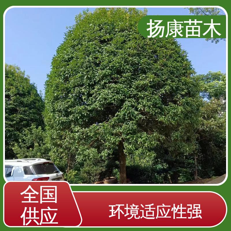 扬康苗木 基地供应 河 南桂花 城市景观绿化树 枝叶紧密 美丽多姿