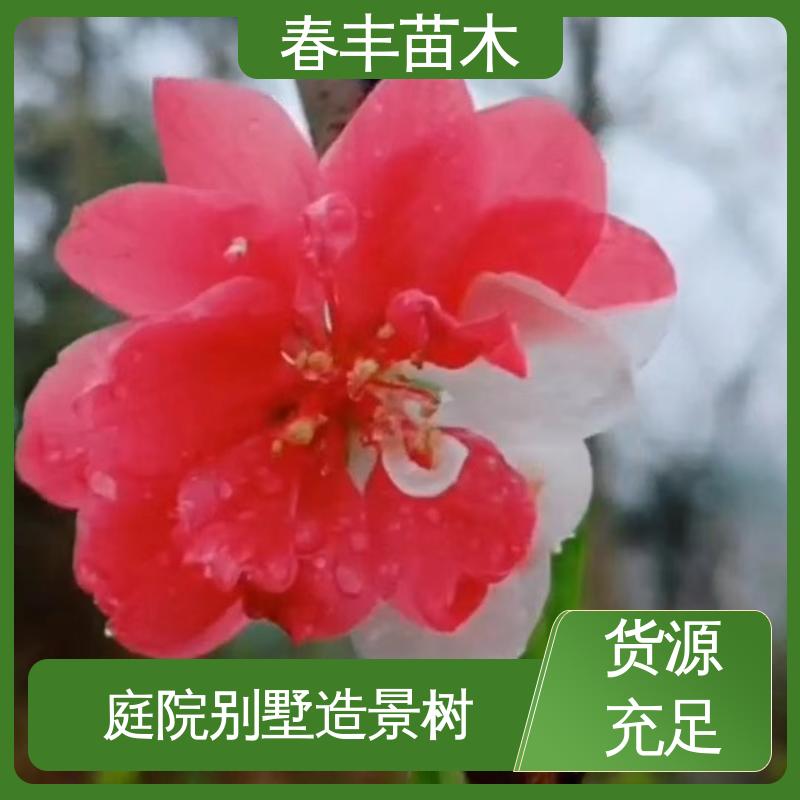 春丰苗木 基地现挖 洒红龙柱桃6-8公分 成活率高 适应性强