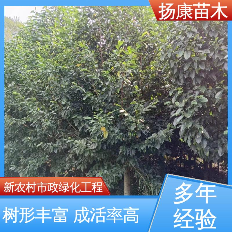 扬康苗木 12公分乐 昌含笑 园林景区栽植 枝叶紧密 美丽多姿