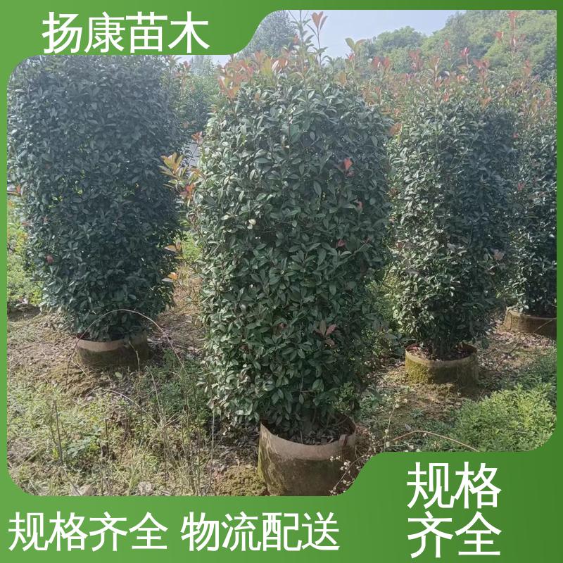 扬康苗木 基地供应 纸石楠球 庭院小区绿化造景树 观赏价值高