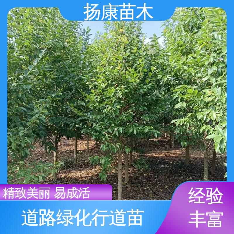 扬康苗木 基地供应 乐 昌含笑苗 道路绿化行道苗 精致美丽 易成活