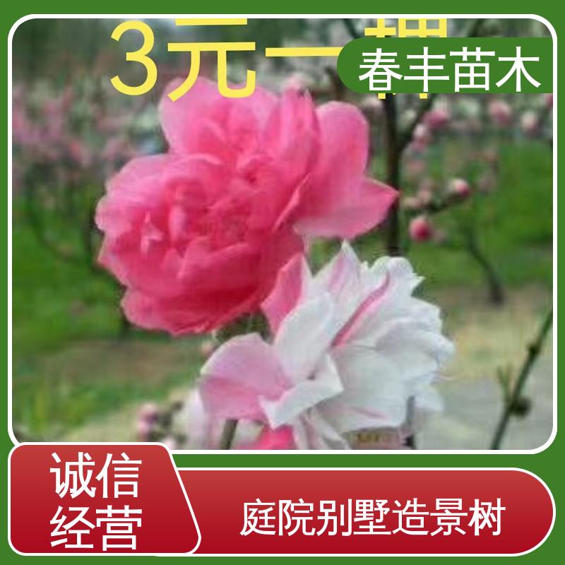 春丰苗木 基地供应 龙柱碧桃 8-10公分 花色艳丽动人