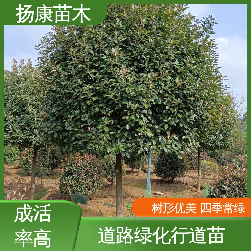 扬康苗木 基地供应 红叶石楠 园林绿化工程设计 造型优美 易成活