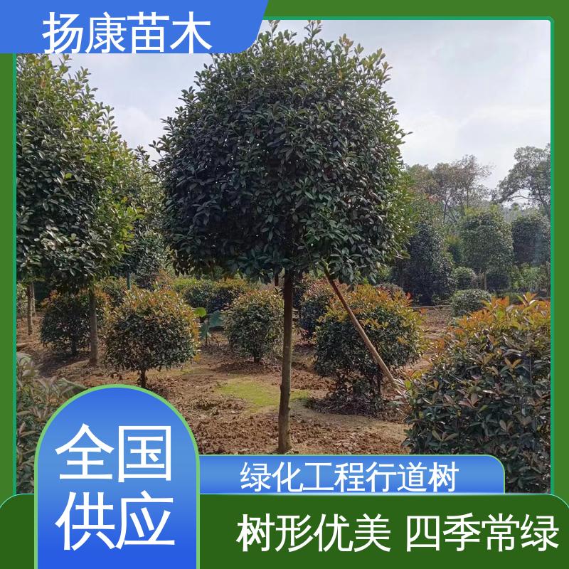 扬康苗木 基地供应 红叶石楠球 园林绿化工程设计 枝叶紧密 美丽多姿