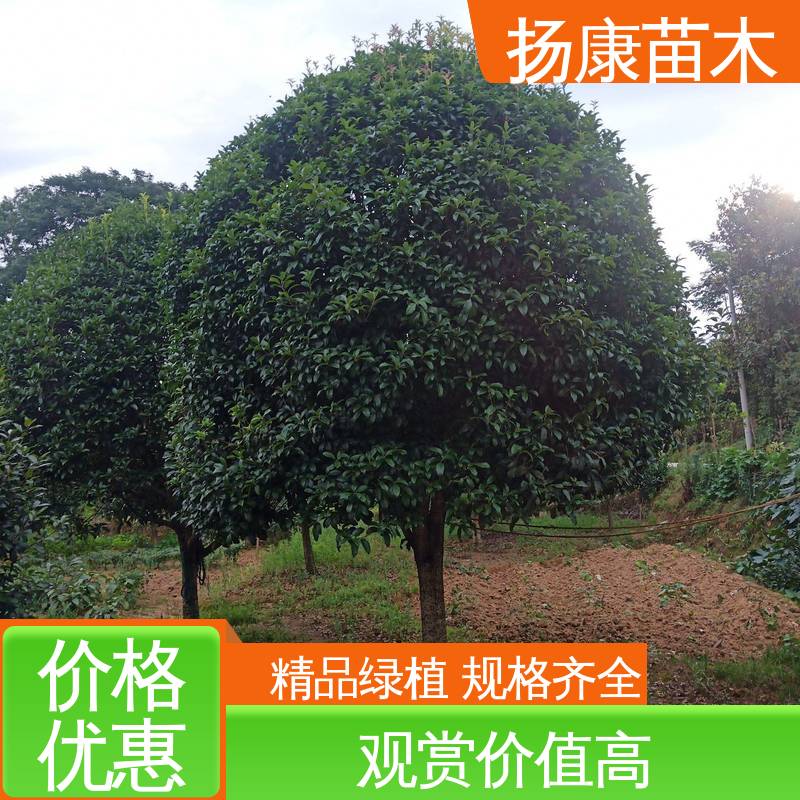 扬康苗木 30公分桂花 园林绿化专用树 观赏价值高