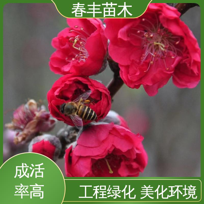 春丰苗木 基地现挖 二色 8-10公分 包装好 成活率高