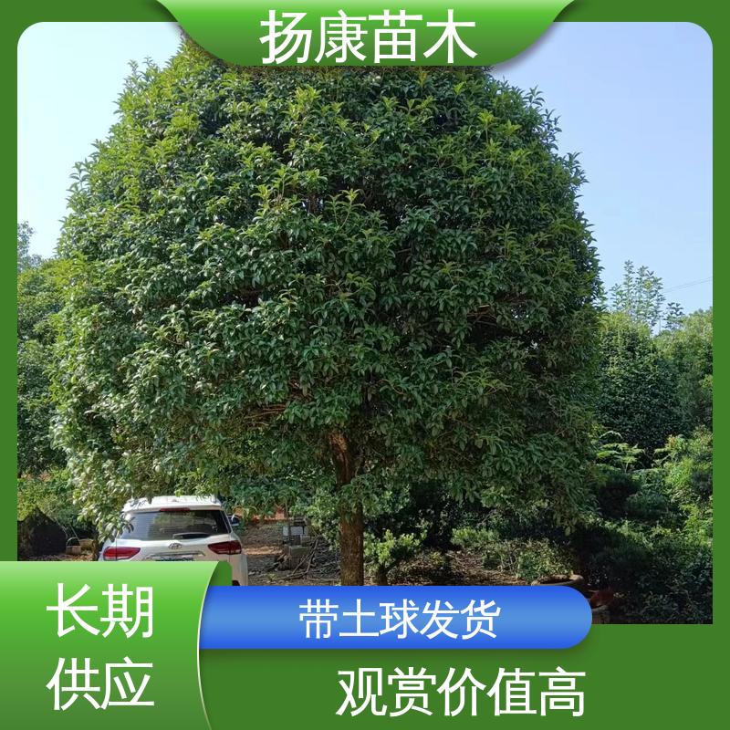 扬康苗木 22公分桂花 道路绿化色块苗 适用性强 规格齐全