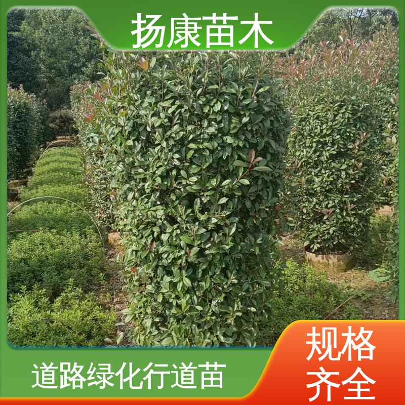 扬康苗木 红叶石楠树 园林绿化专用树 观赏价值高