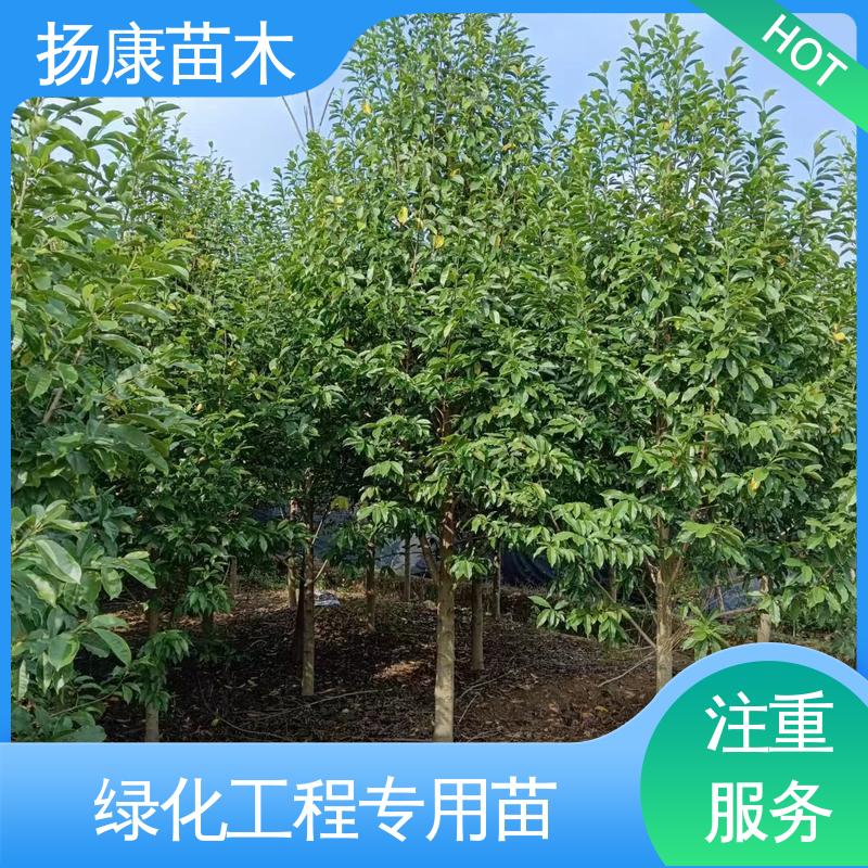 扬康苗木 精品乐 昌含笑 园林绿化工程设计 枝叶紧密 美丽多姿