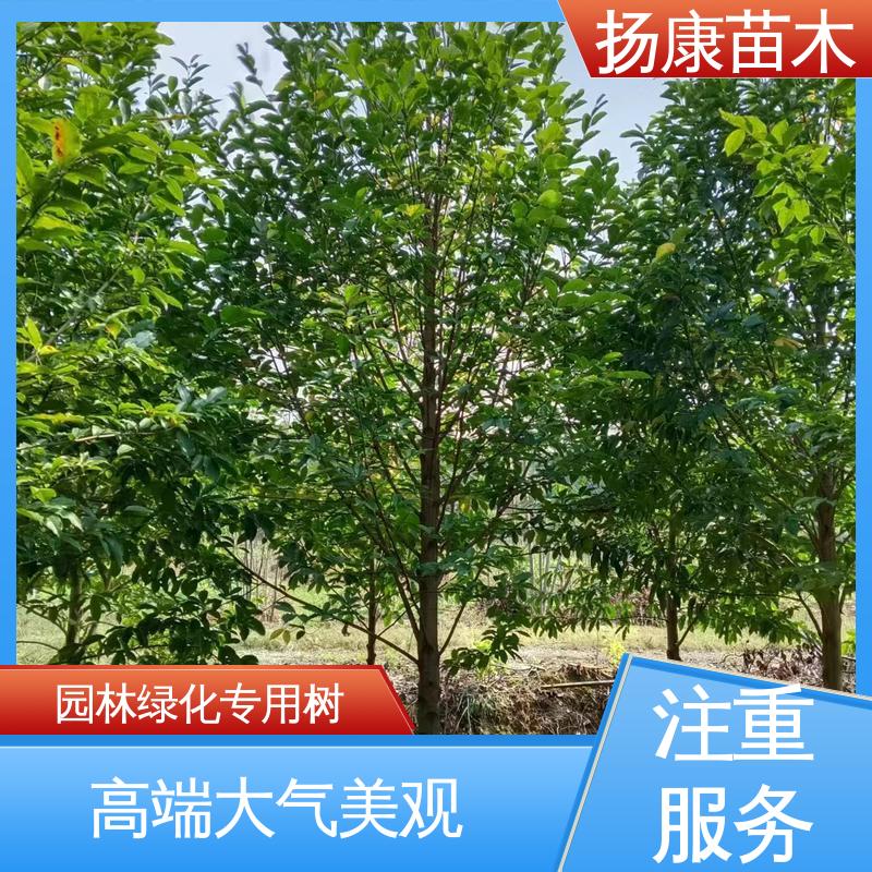 扬康苗木 湖 南 乐 昌含笑 园林庭院造景植物 枝叶紧密 美丽多姿
