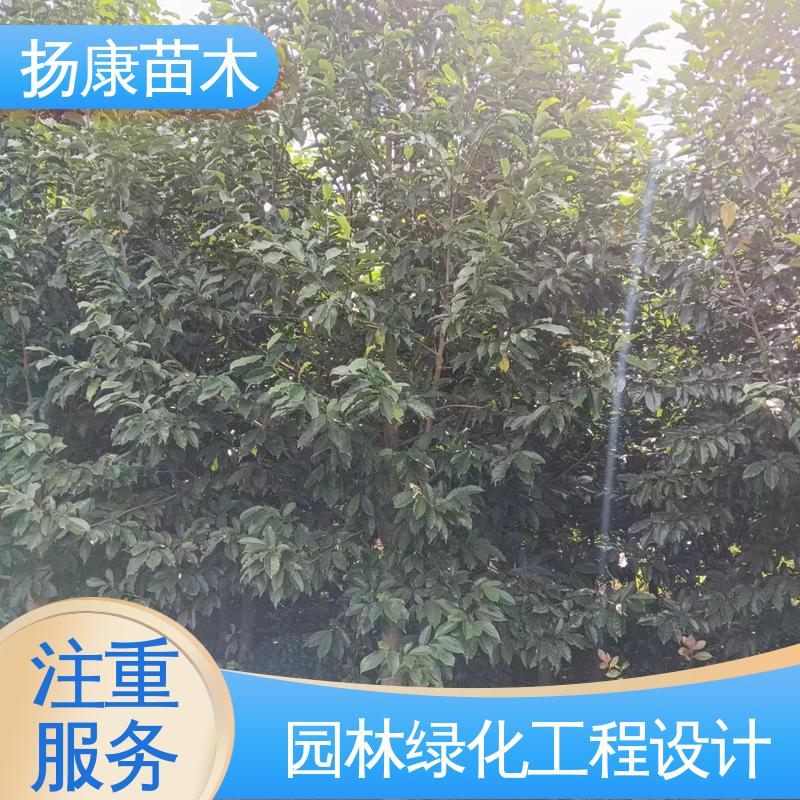 扬康苗木 乐 昌含笑批发 新农村市政绿化工程改造苗 枝叶紧密 美丽多姿