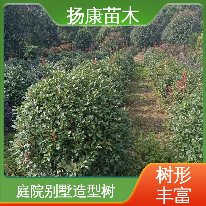 扬康苗木 红叶石楠 园林庭院造景植物 树形丰富 成活率高
