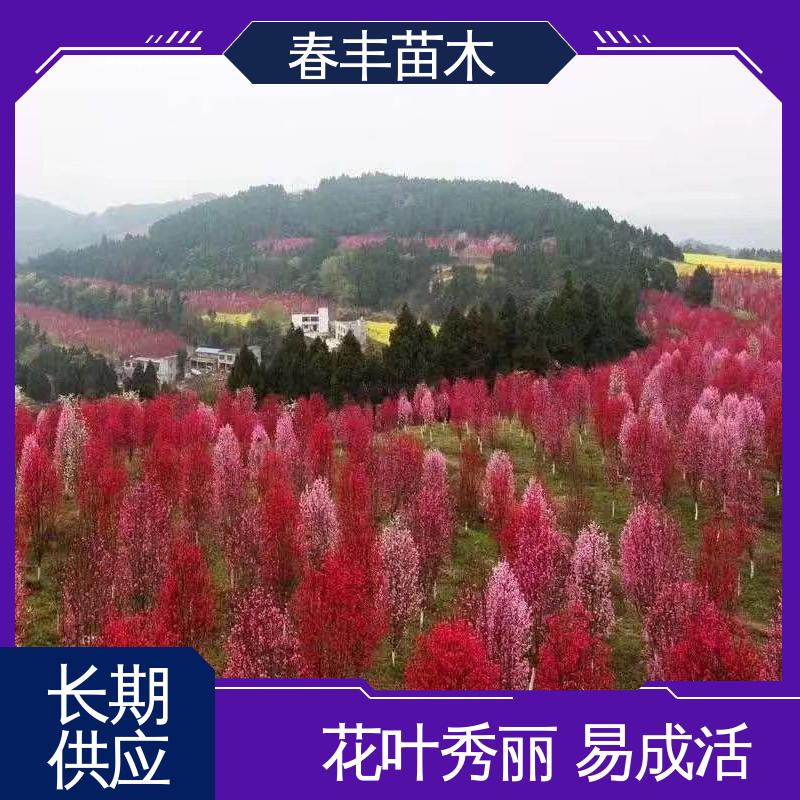春丰苗木 观赏桃树基地培育 公园景区装饰绿植 花色艳丽动人