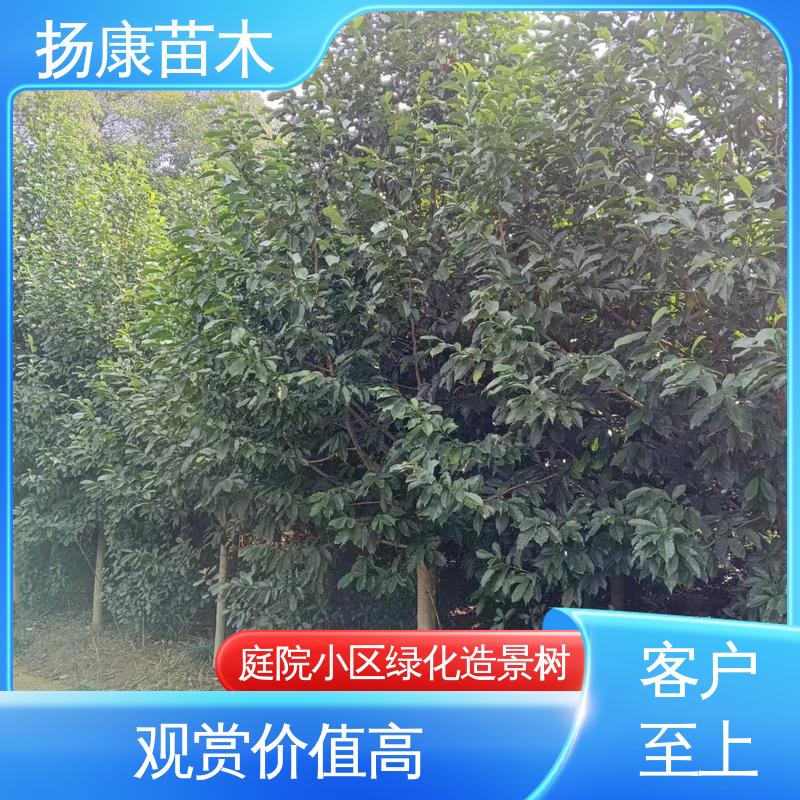 扬康苗木 12公分乐 昌含笑 新农村市政绿化工程改造苗 精致美丽 易成活