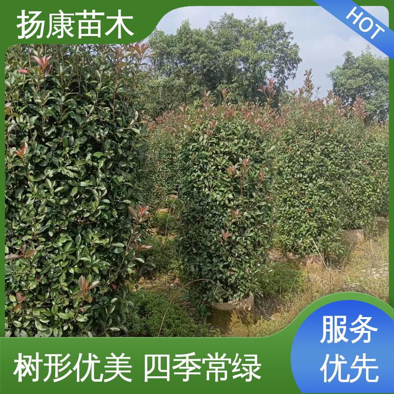 扬康苗木 基地供应 红叶石楠树 绿化工程行道树 适用性强 规格齐全