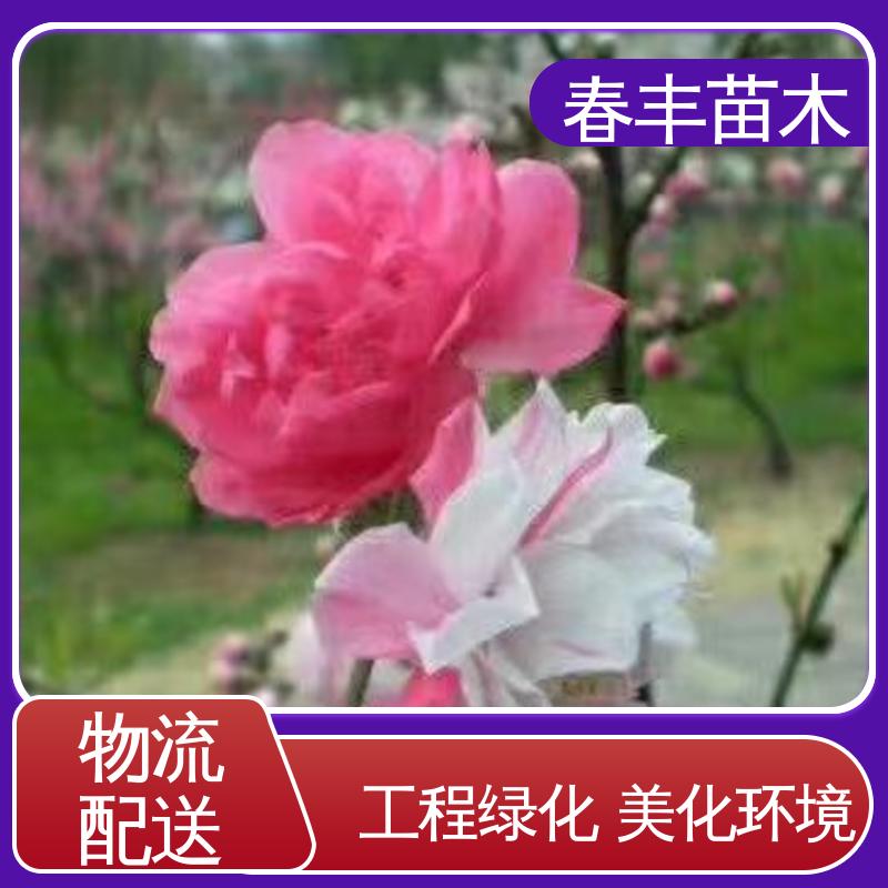 春丰苗木 桃花树苗观赏生产 绿化工程行道树 移栽种植 高存活率