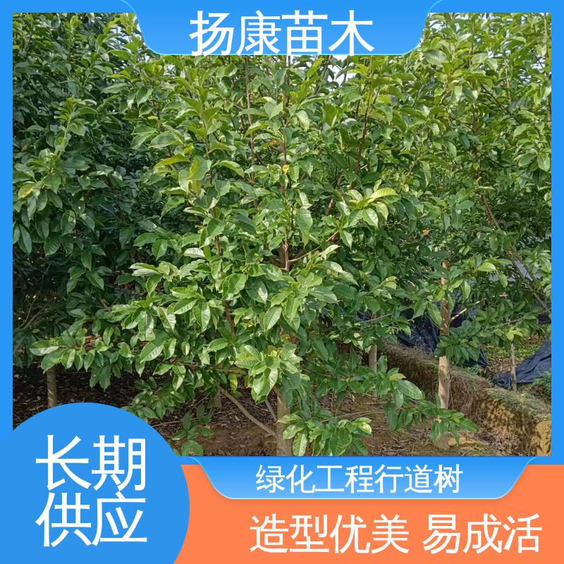 扬康苗木 精品乐 昌含笑 园林绿化工程设计 适用性强 规格齐全