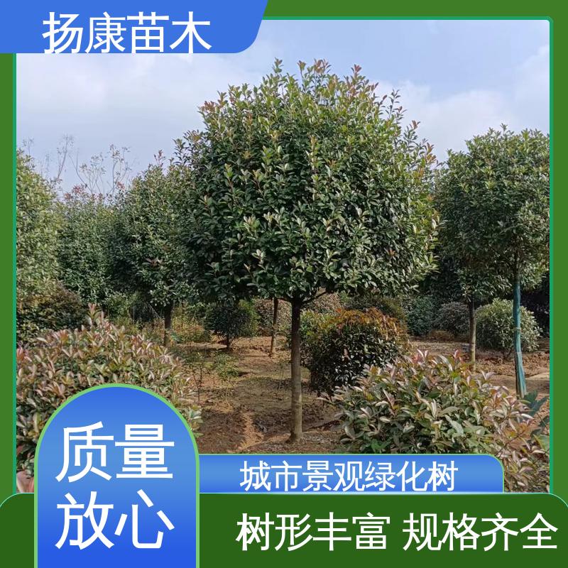 扬康苗木 基地供应 小楠 园林庭院造景植物 精致美丽 易成活