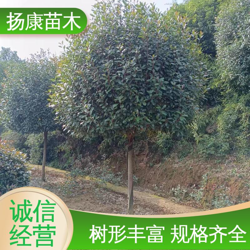 扬康苗木 基地供应 红叶石楠球 园林绿化工程设计 造型优美 易成活