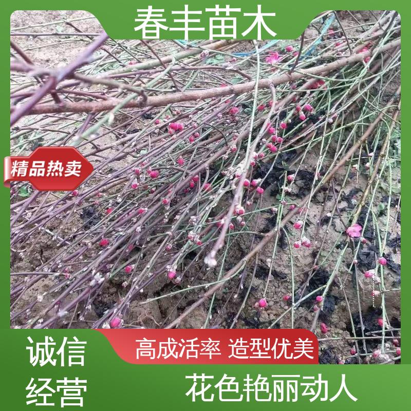 春丰苗木 观赏桃苗 公园景区装饰绿植 成活率高 适应性强