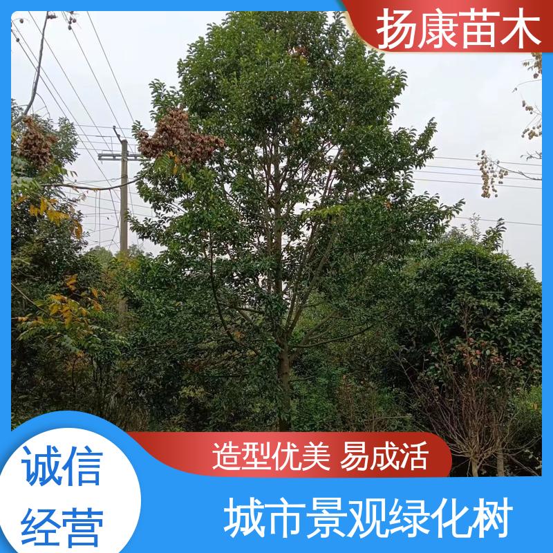 扬康苗木 20公分乐 昌合笑 新农村市政绿化工程改造苗 高端大气美观