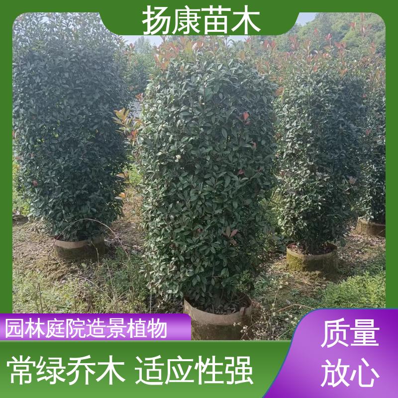 扬康苗木 基地供应 红叶南栓 道路绿化行道苗 精致美丽 易成活
