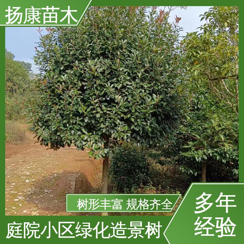 扬康苗木 基地供应 红叶石楠树 庭院小区绿化造景树 树形丰富 成活率高