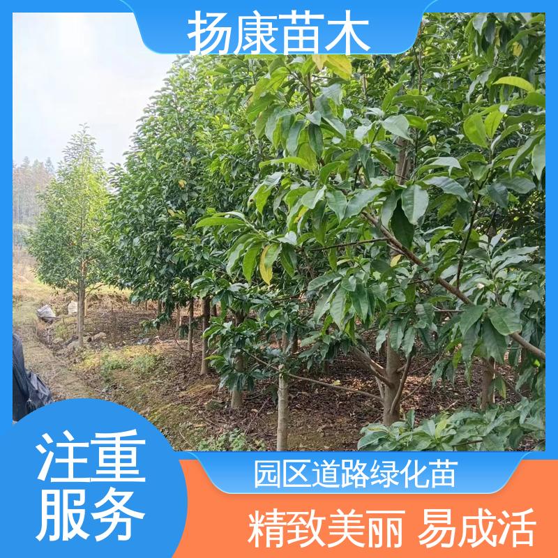 扬康苗木 精品乐 昌含笑 庭院小区绿化造景树 环境适应性强