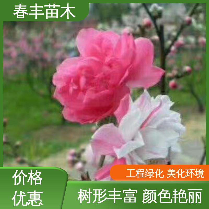 春丰苗木 基地供应 二色桃40元装车 移栽种植 高存活率