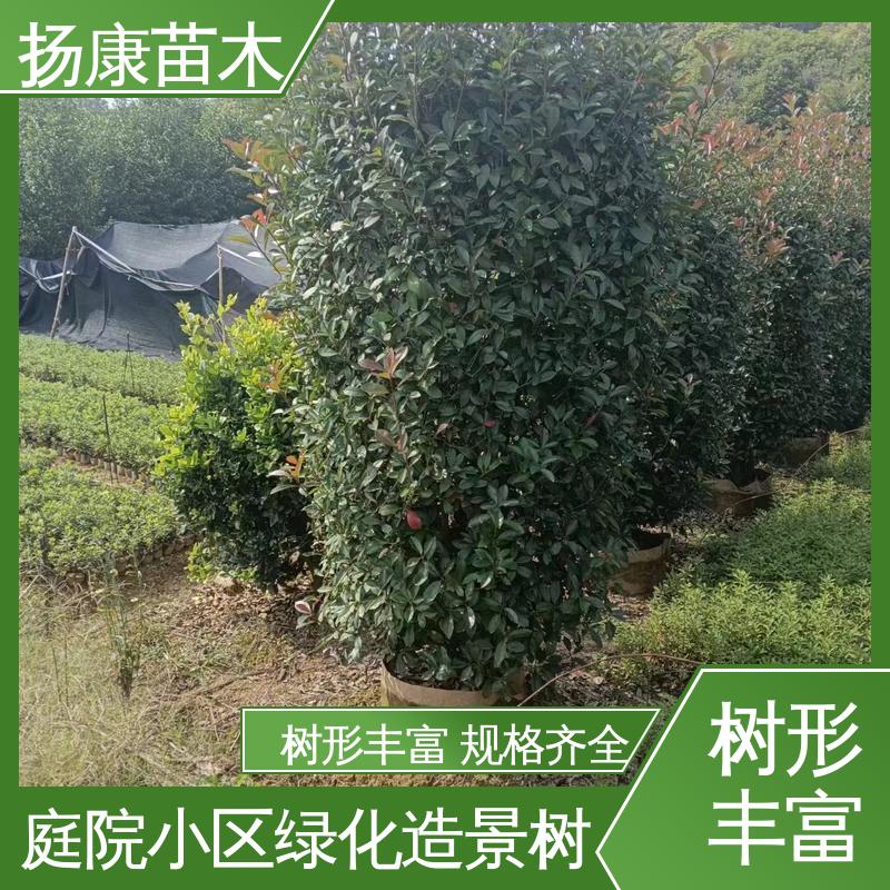 扬康苗木 基地供应 纸石楠球 庭院小区绿化造景树 环境适应性强