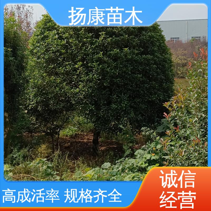 扬康苗木 基地供应 18公分乐 昌含笑 园区道路绿化苗 精致美丽 易成活
