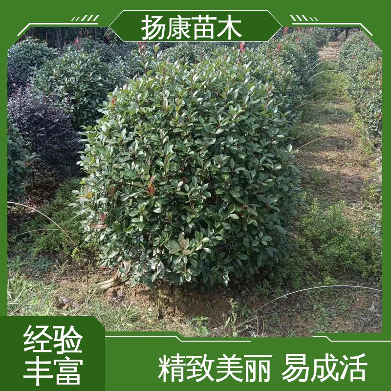 扬康苗木 基地供应 小楠 园林景区栽植 高端大气美观
