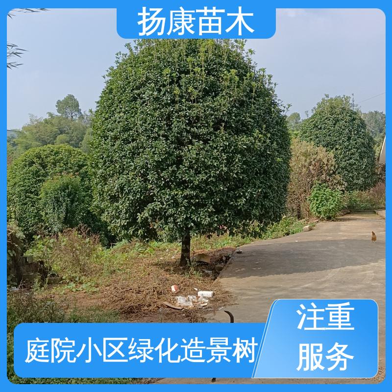 扬康苗木 基地供应 18公分乐 昌含笑 道路绿化行道苗 造型优美 易成活
