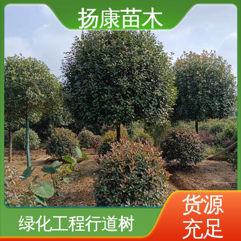 扬康苗木 红叶石楠树 园林绿化专用树 环境适应性强
