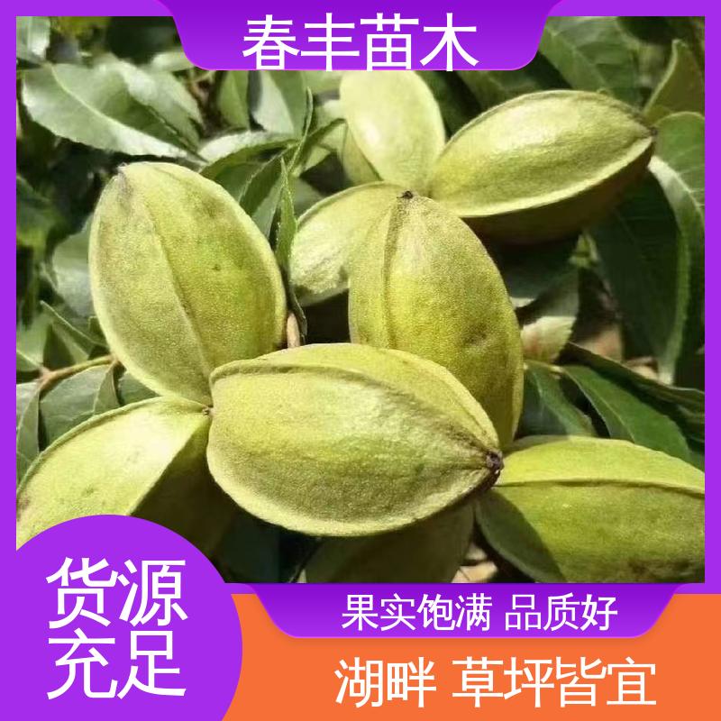 春丰苗木 美国山核桃嫁接苗1米高 品种纯正 规格齐全 物流配送